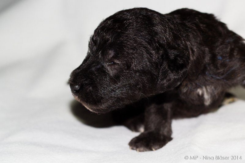 2014-02-18 Welpen Svet & Ruby-1859.jpg - Day 15